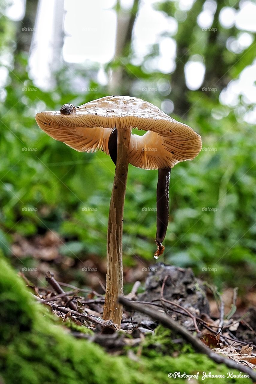 Fungus, Mushroom, Nature, Wood, No Person