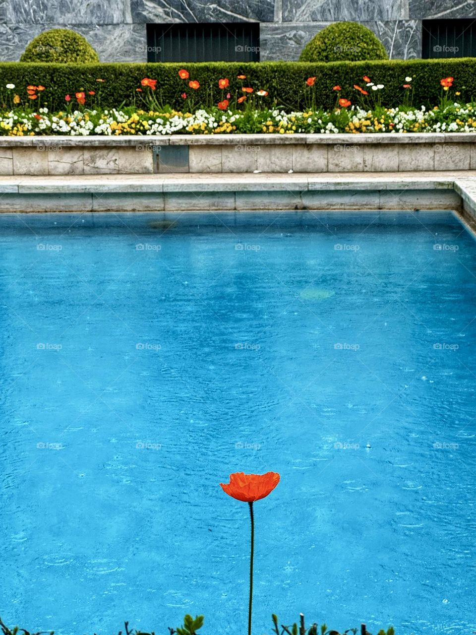 Poppy under the rain