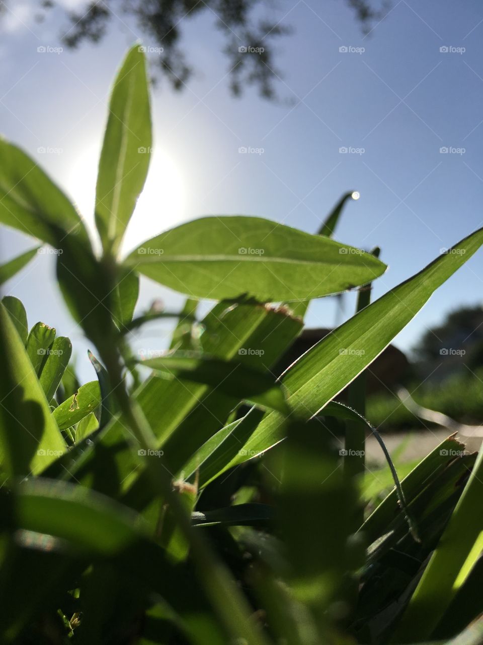 Green grass blade blocking out the sun