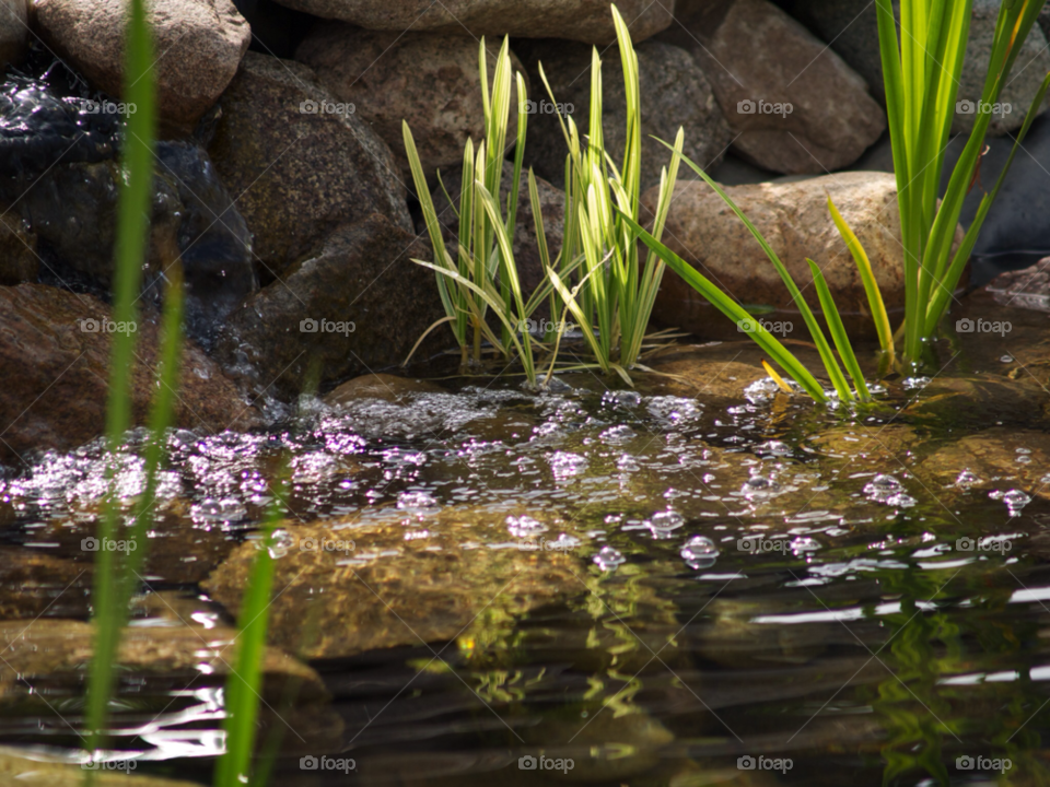 pond damm garden summer by kalubro