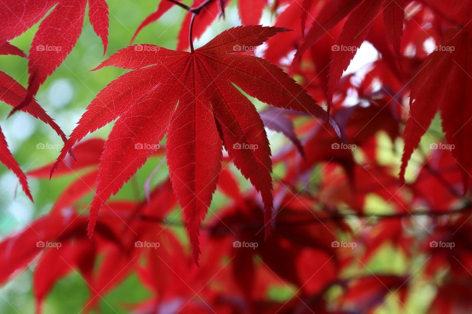 Red Japanese Maple Leaf on Natural Background