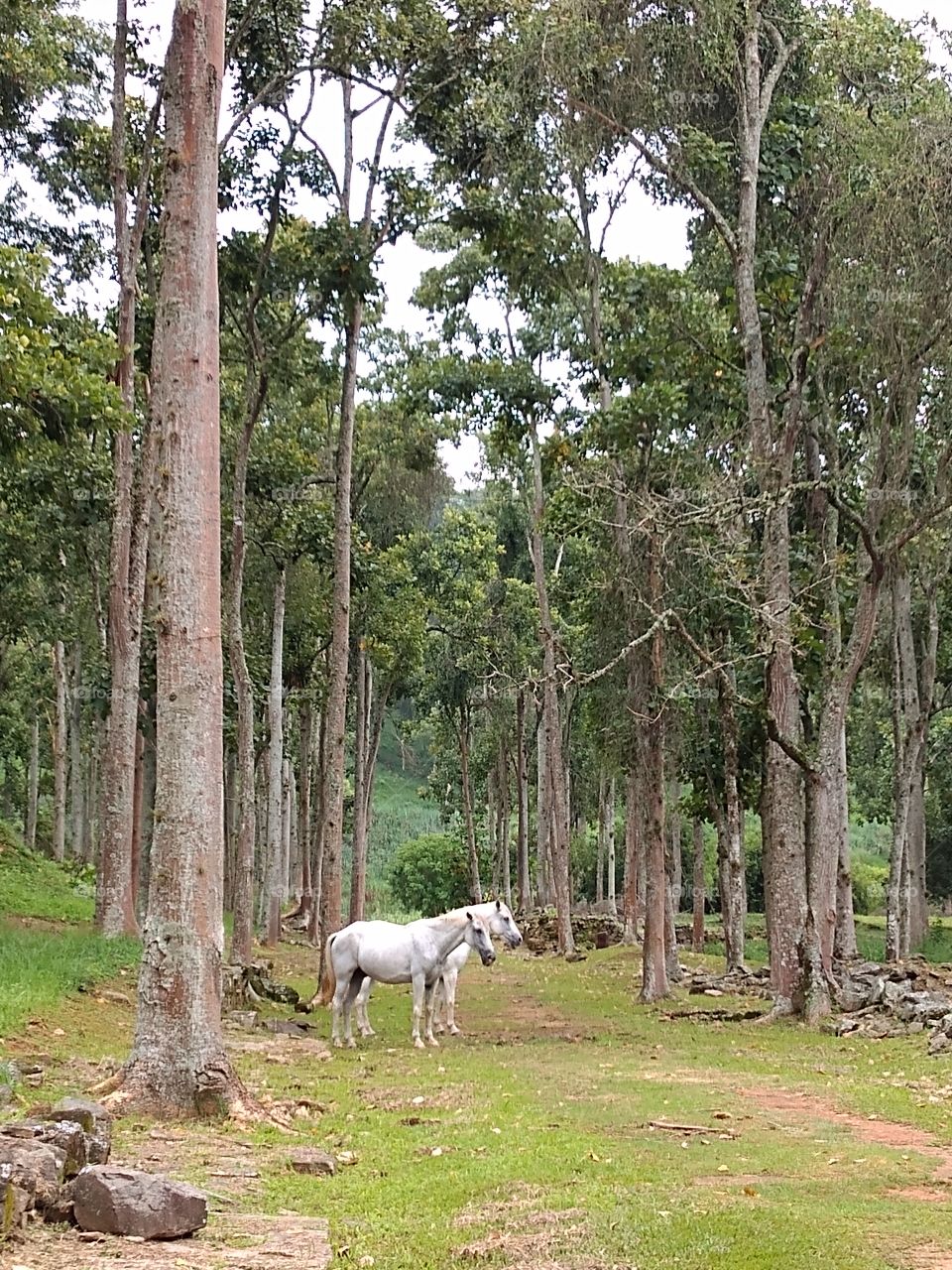 Horses at the archaeological site of Sao Joao Marcos -Mangaratiba, Rio de Janeiro.