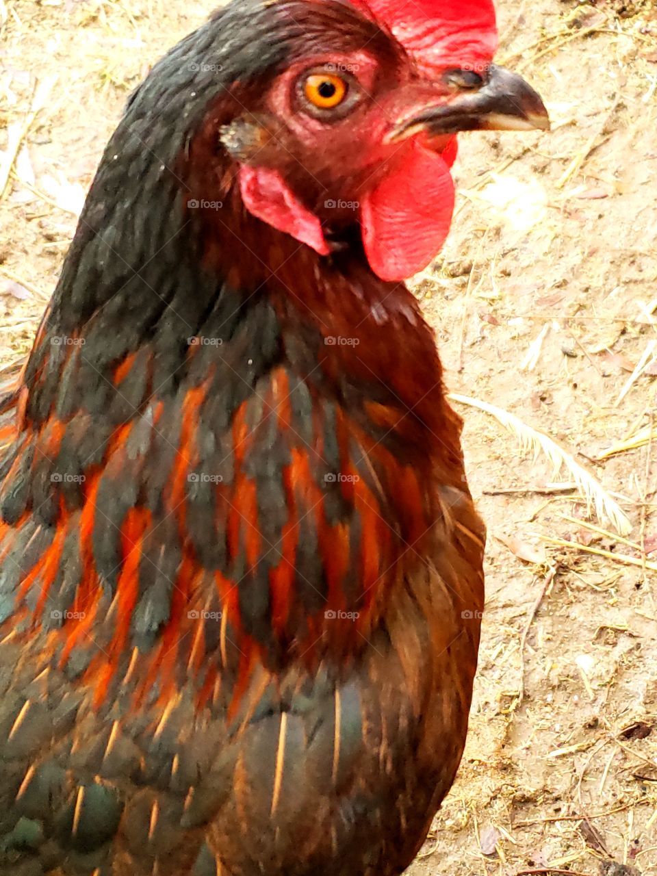 red hen beautiful plumage