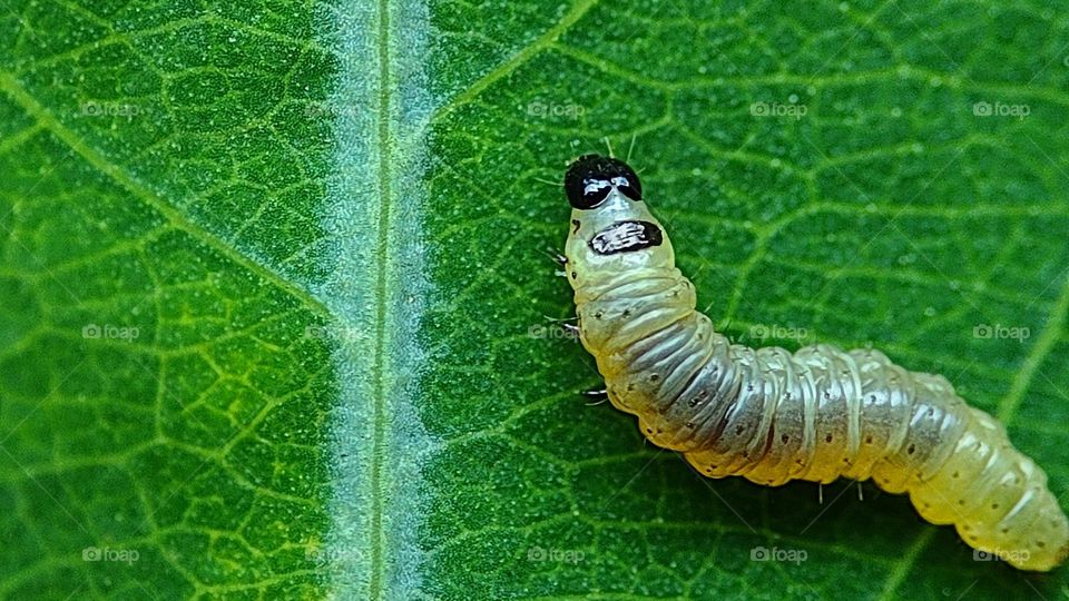 Small Plant-eating worm