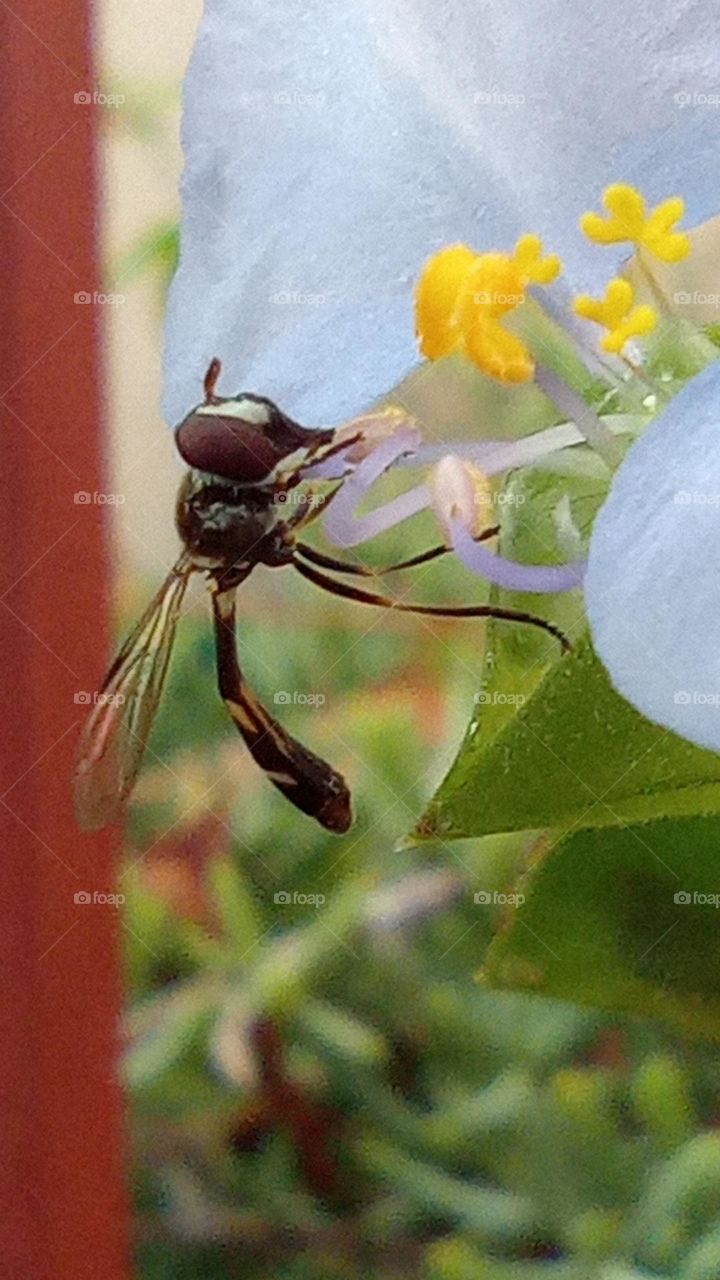 wasp on flower - avispa