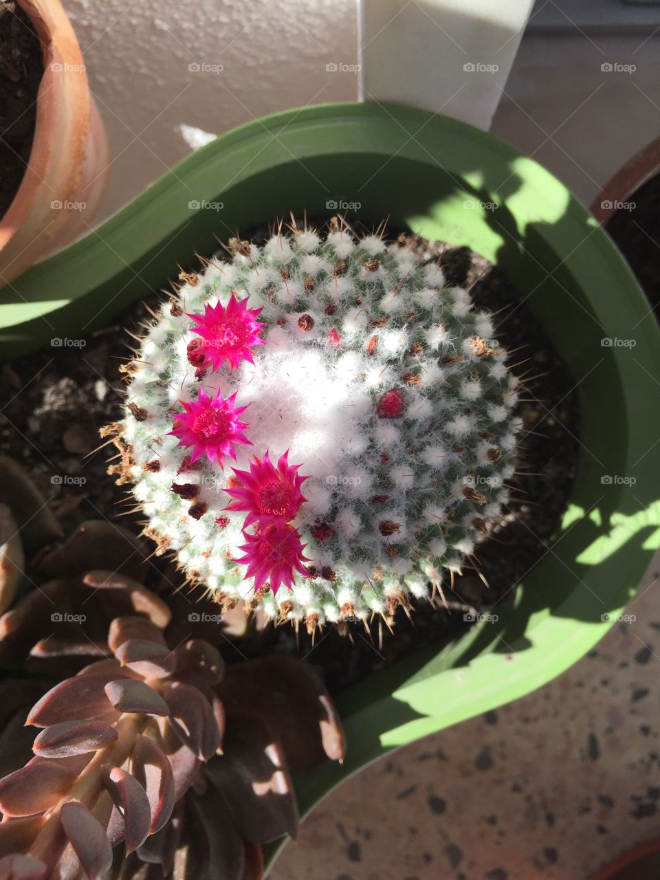 Cactus Flower Closeup 