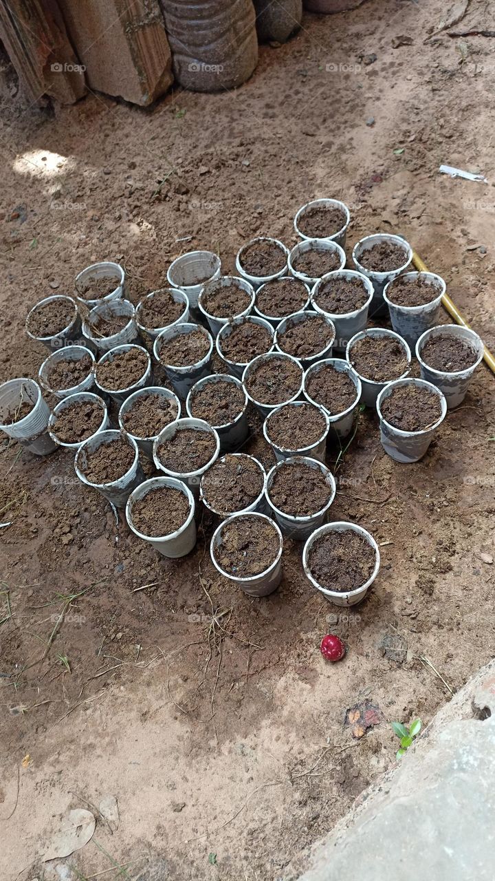 Seeding in used disposable cups