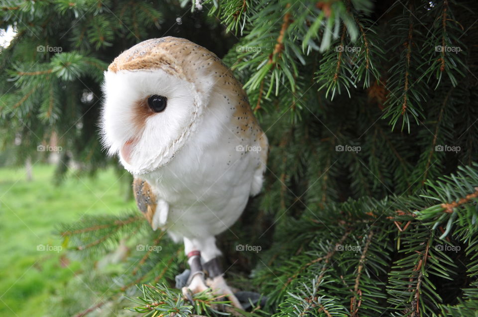 Barn owl in a tree
