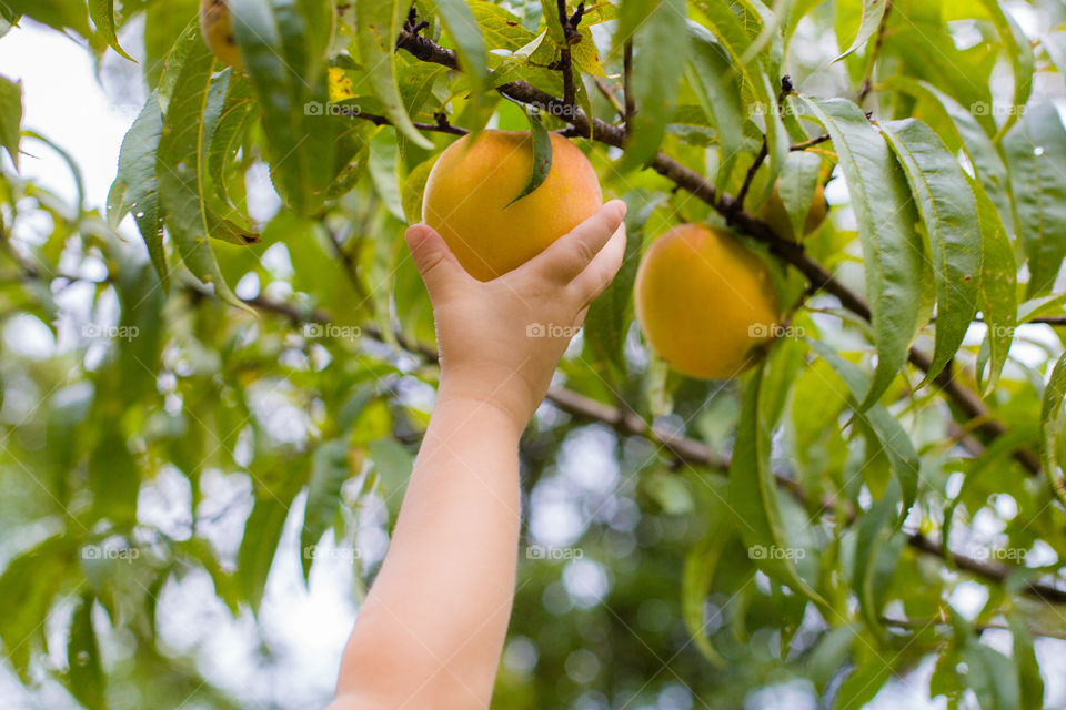 Toddler Picking a Peach Off the Tree