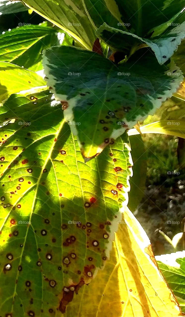 fall foliage nearly transparent in the afternoon sunshine