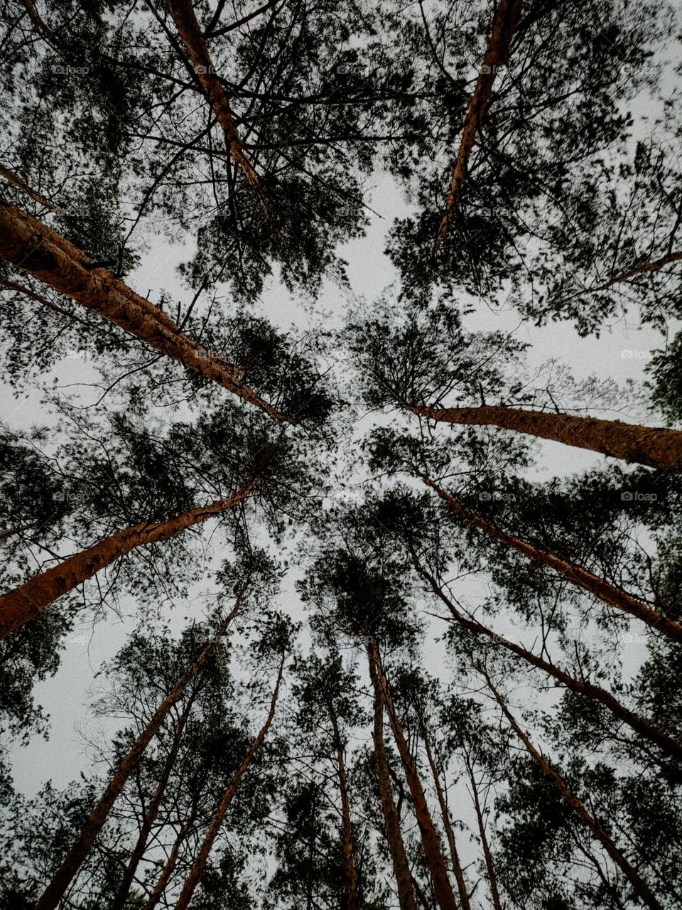 Pine trees tops bottom view. Old pine tree forest in Ukraine. Trees in the sky. Dark forest, high trees, nature textures. Tree trunks of pines. Environment