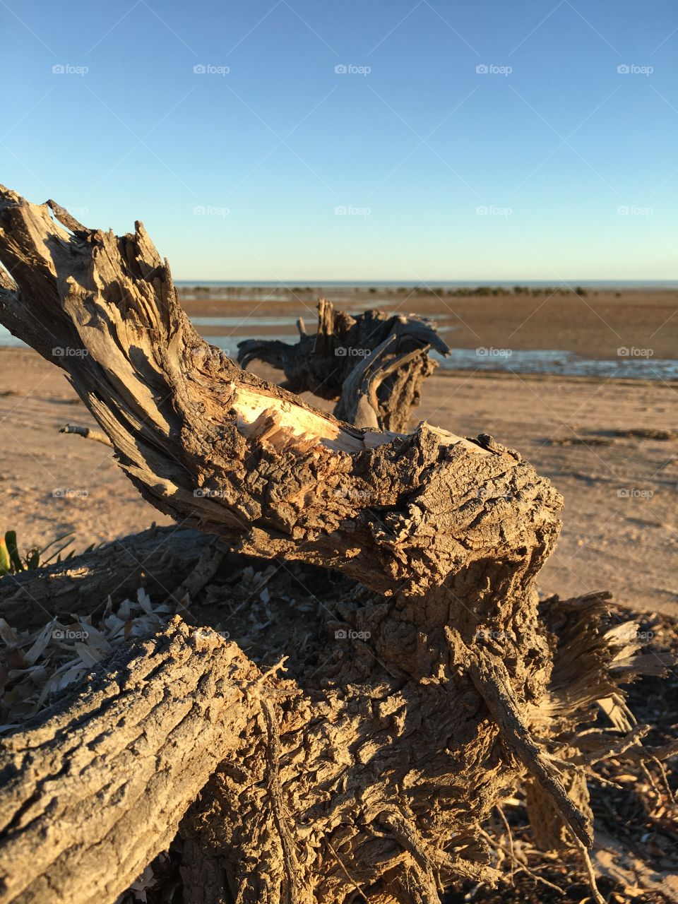 Old log driftwood in ocean at low tide 