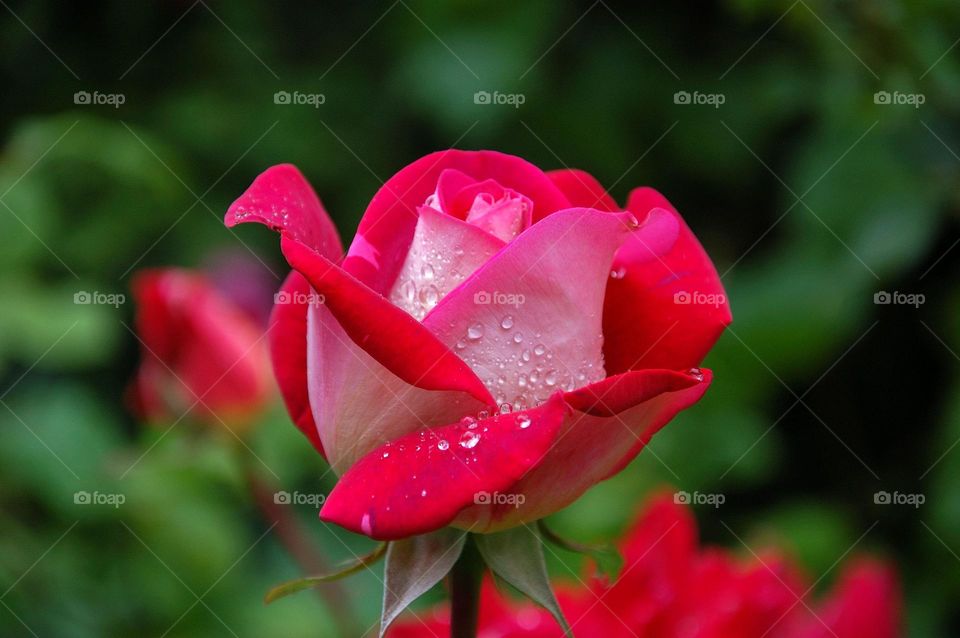 rose flower view