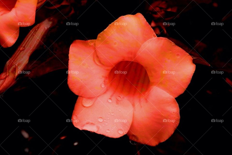 Red flower with dew drops