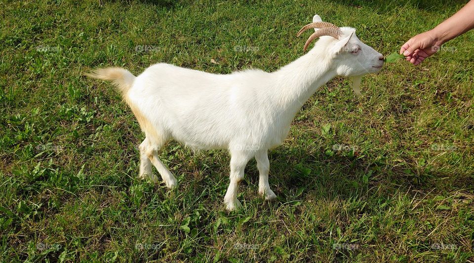 Goat in the countryside🐐🌿 Time for eating 🌿🐐 Summer season 🌿🐐