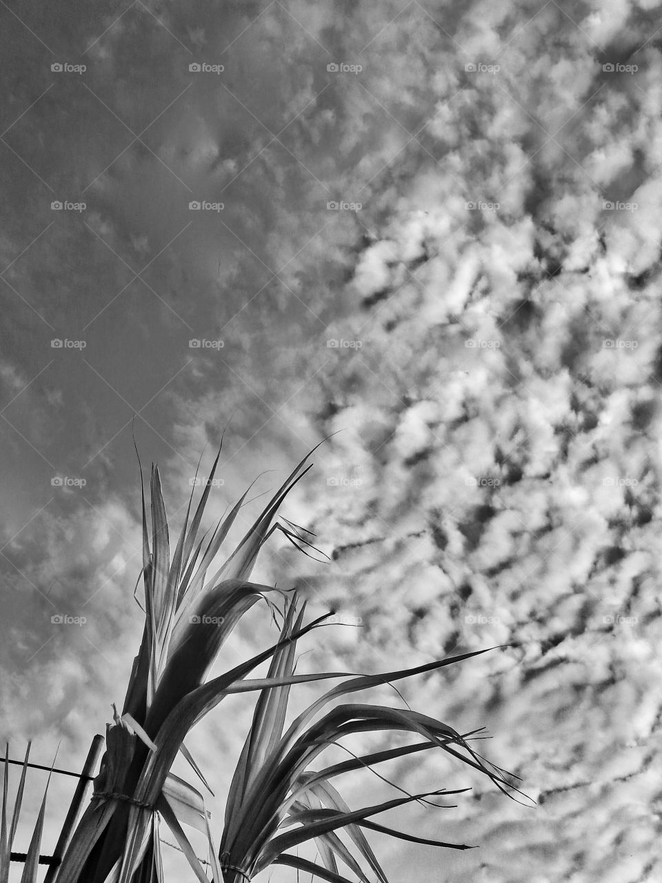 nature. beautiful  sky