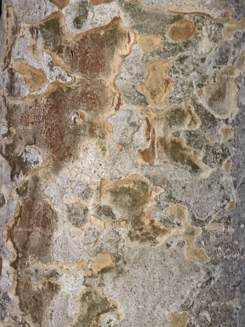 A close-up view of a tree trunk at the neighborhood park. There are pattern and texture to be seen here.