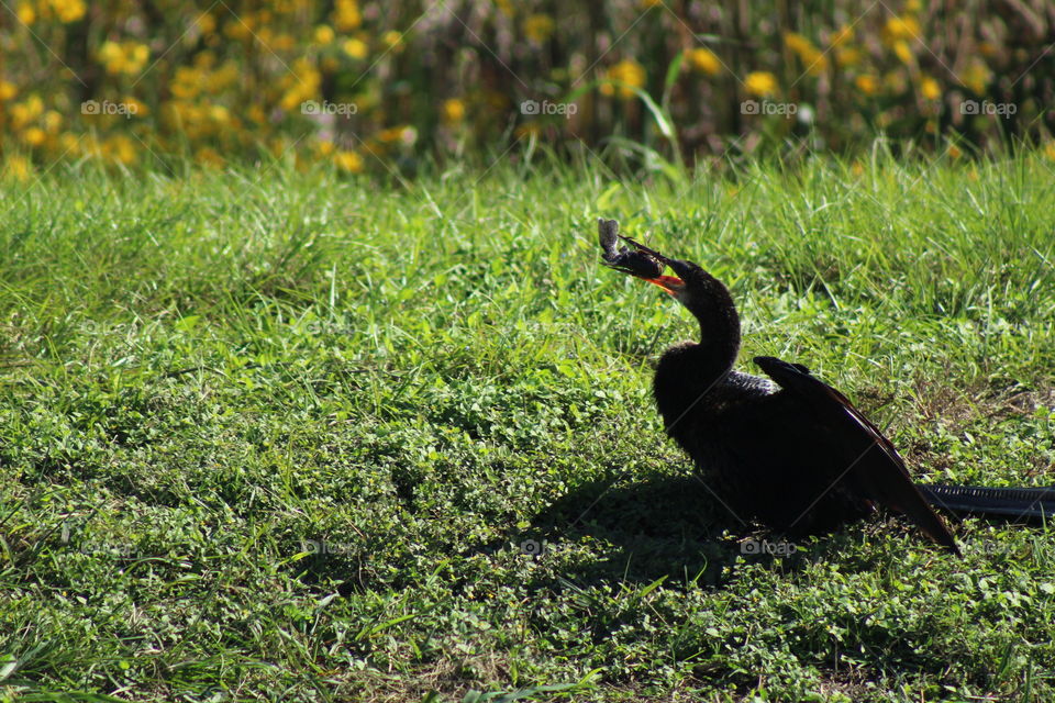 Pretty Anhinga With a Large Afternoon Snack