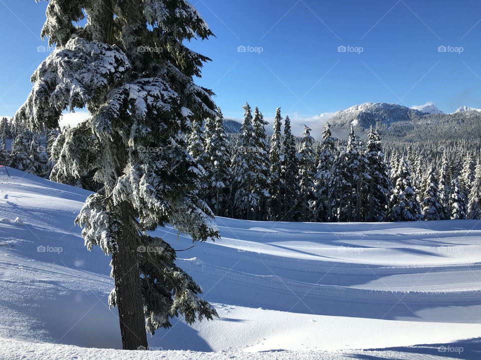 Snowy landscape in winter