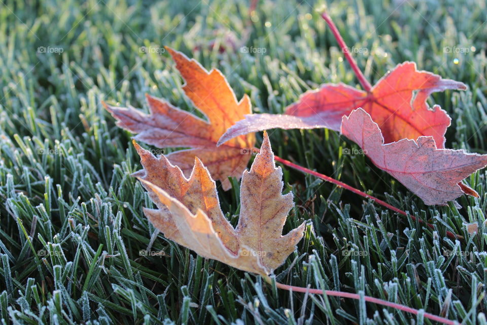 The first frost of autumn