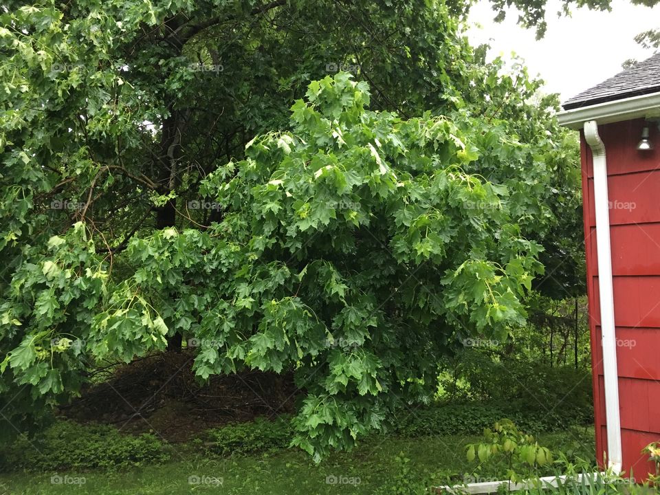 Wet maple after thunderstorm