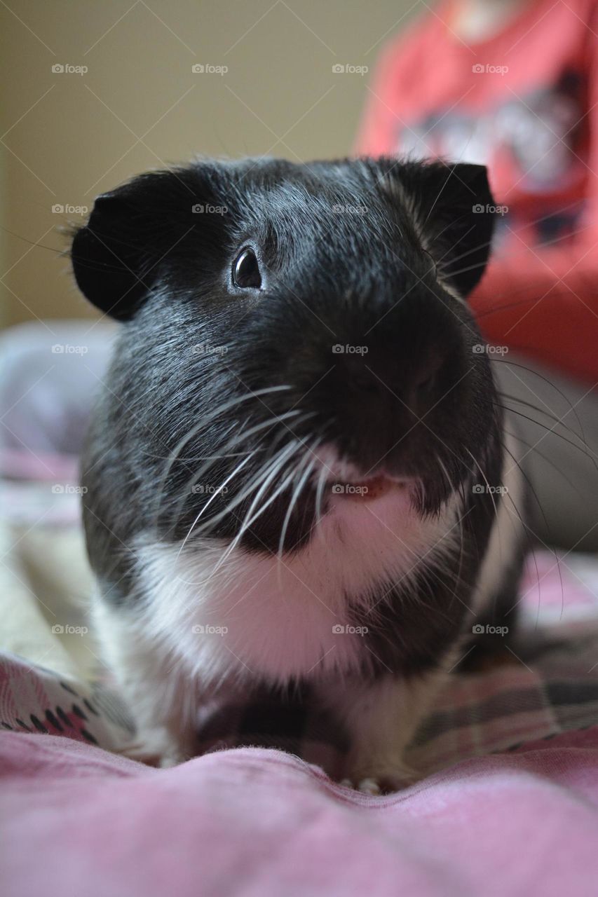 Guinea pig beautiful portrait and child