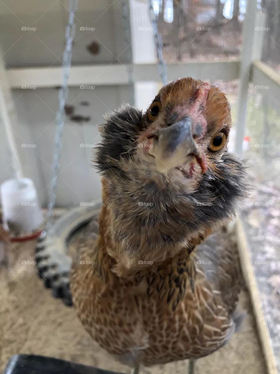 Poppy says Hi! 