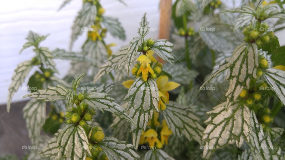 Golden lamium flowers