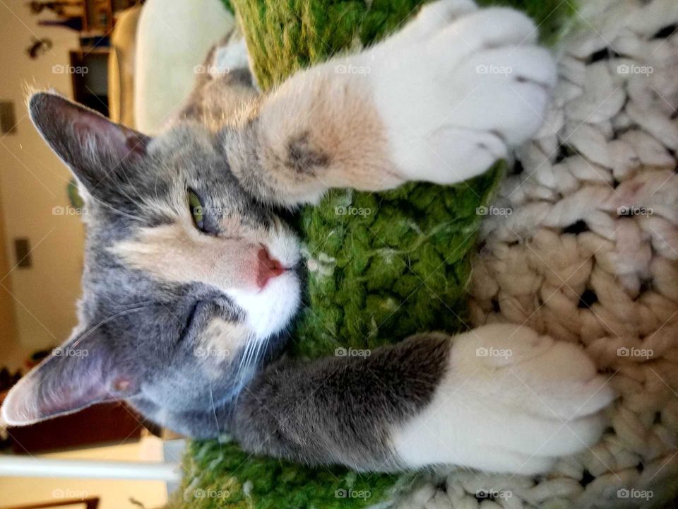 Fluffy, Sleepy Hepburn