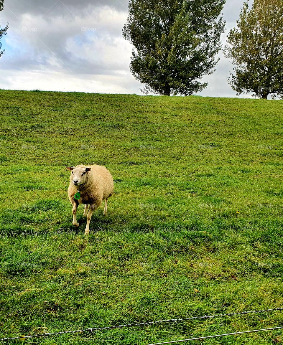 Sheep runs down from the dike