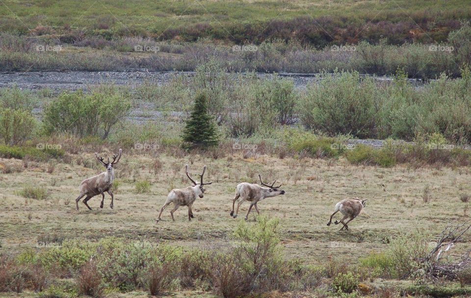 Running Caribou 