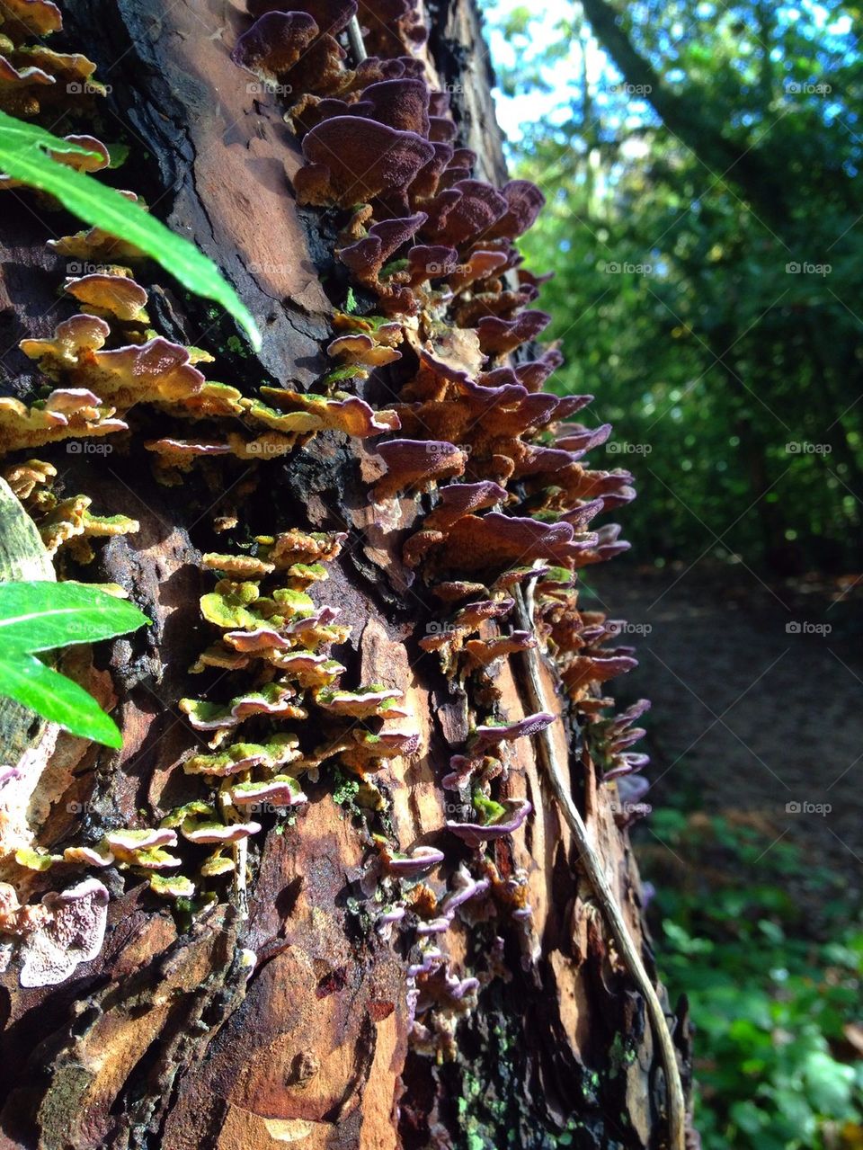 Tree bark