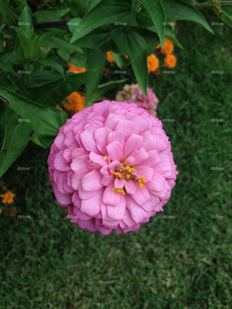 Close up of a pink chrysanthemum