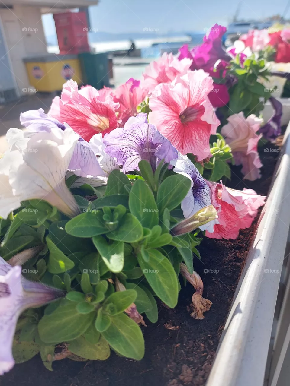 Rainbow flowers
