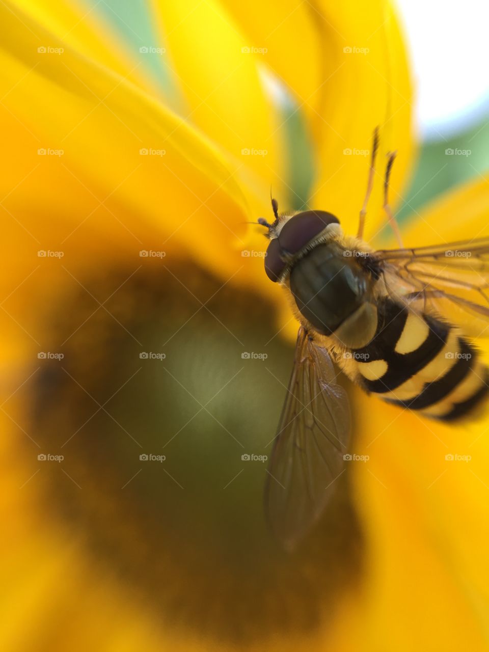 Bee