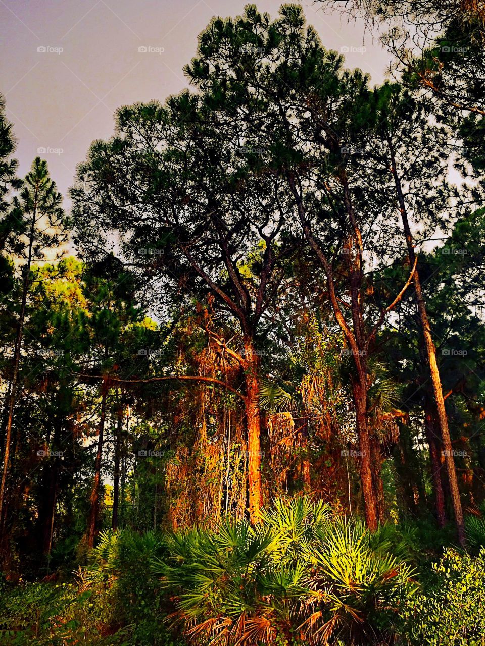 Forest in the Golden Hour. Forest in the Golden Hour