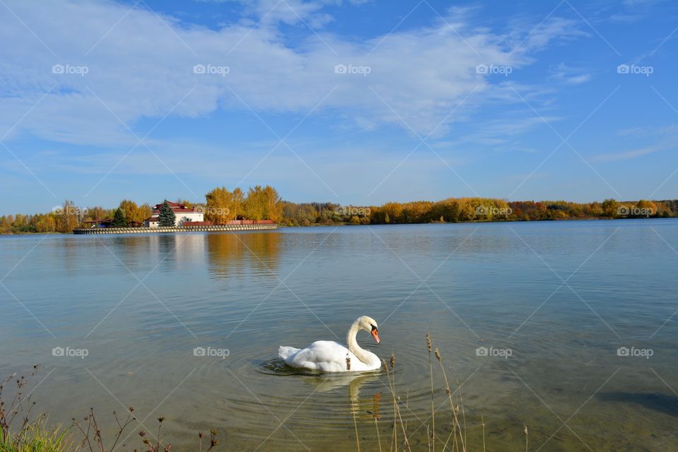 autumn beautiful landscape white swan swimming on a water lake shore blue sky background
