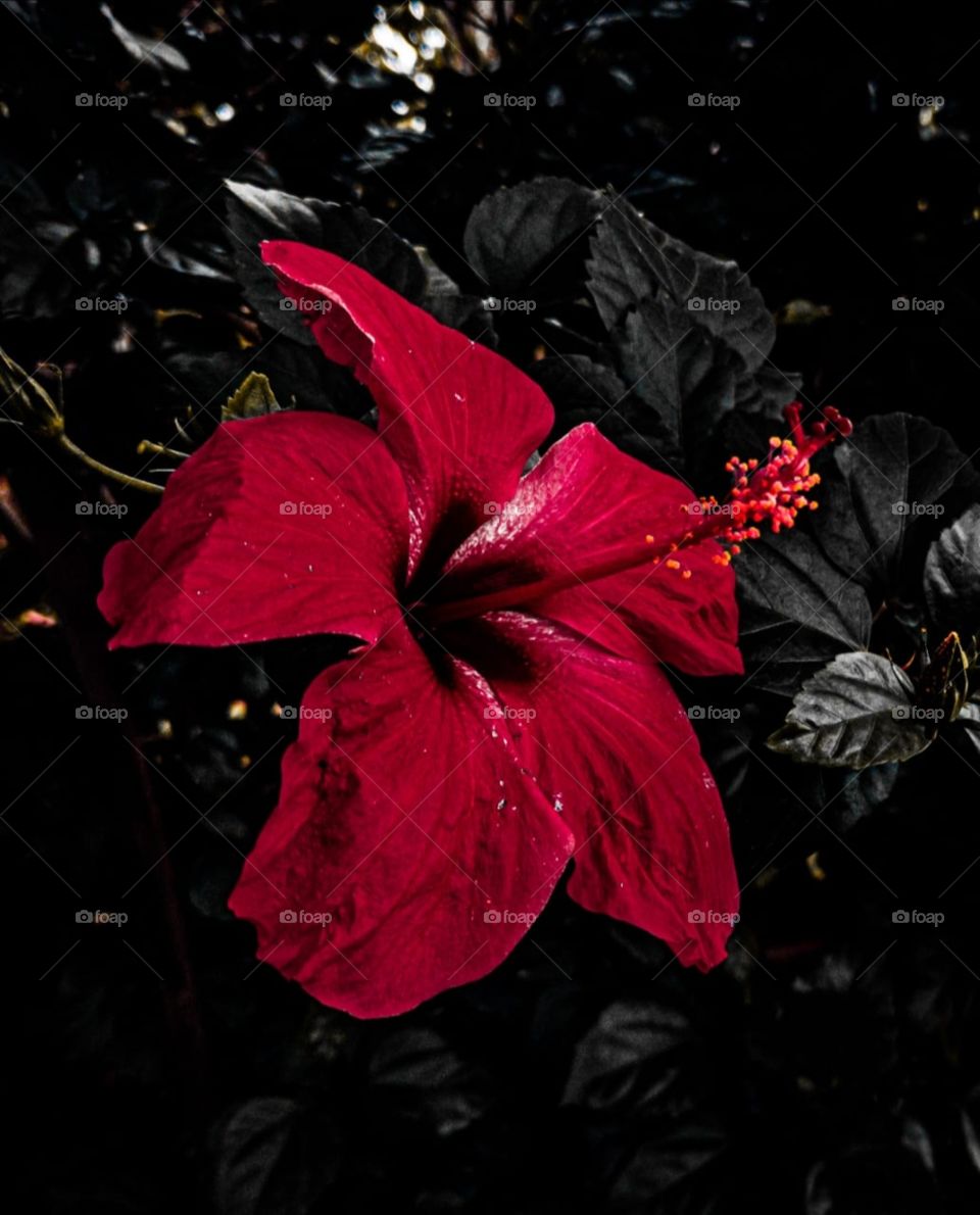 Flor roja destacando entre un fondo oscuro