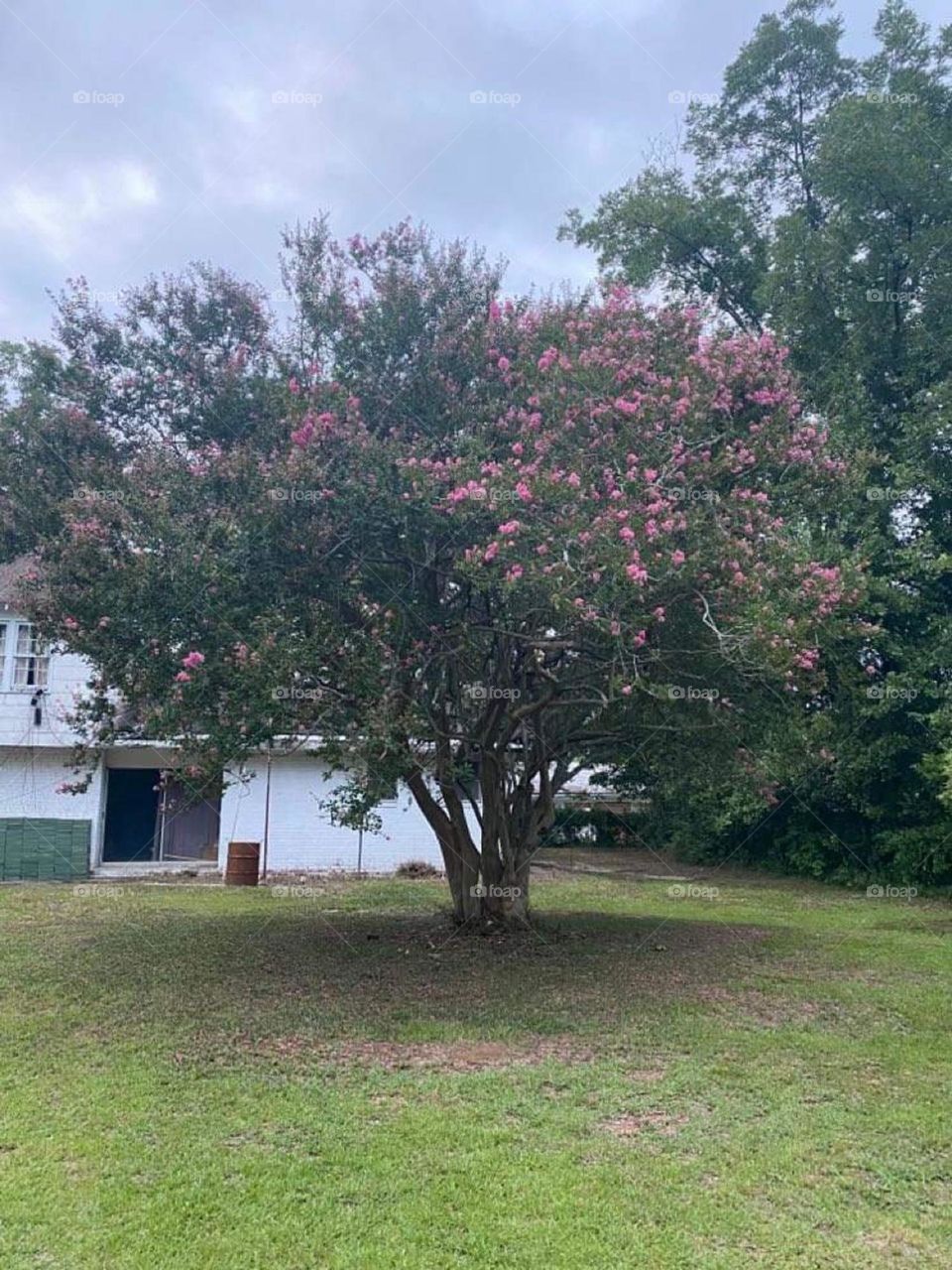 A crepe myrtle