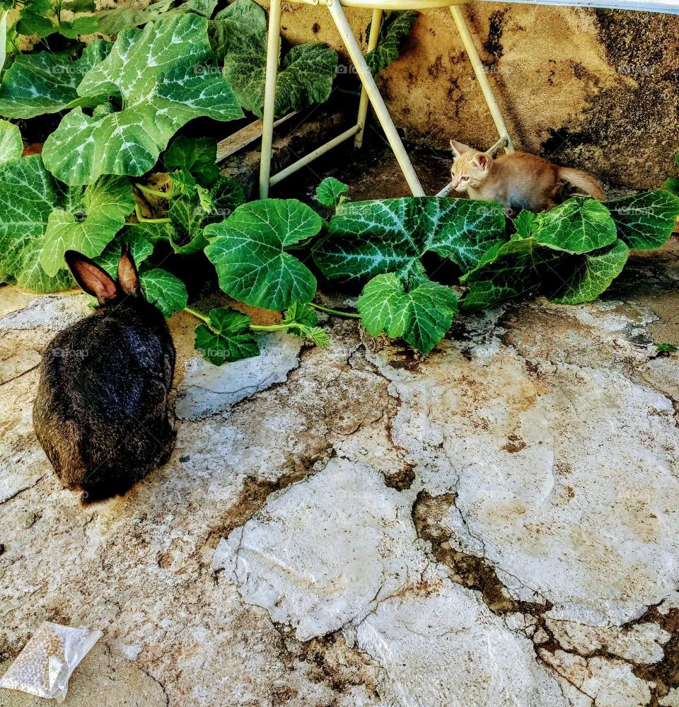 Leaf, No Person, Ground, Little, Nature