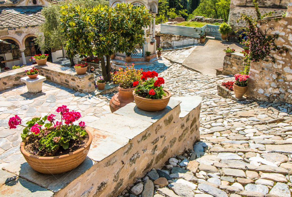 Backyard with flowering plants