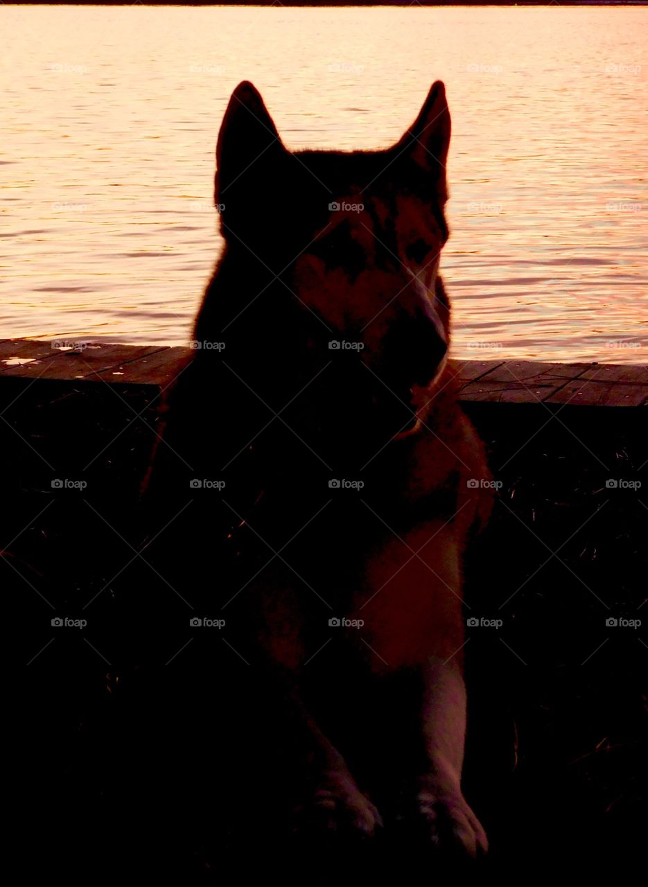 Amazing silhouette of a dog