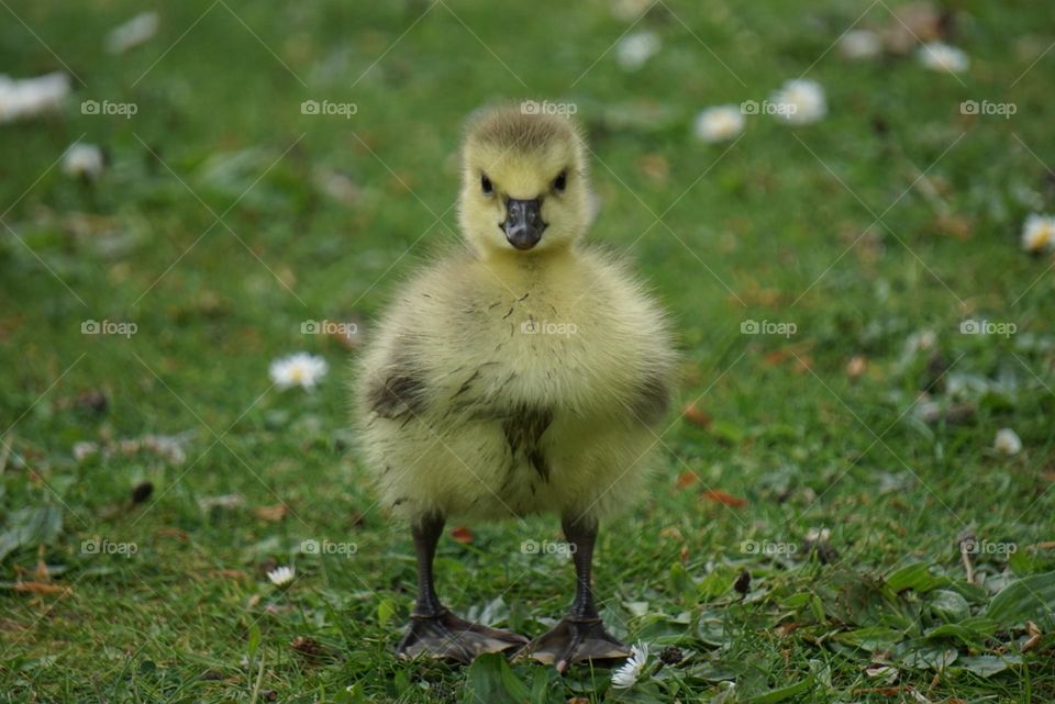 baby gosling