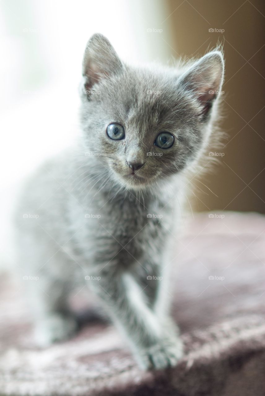 Gray Manx Kitten Sitting Near Window Staring into Camera 