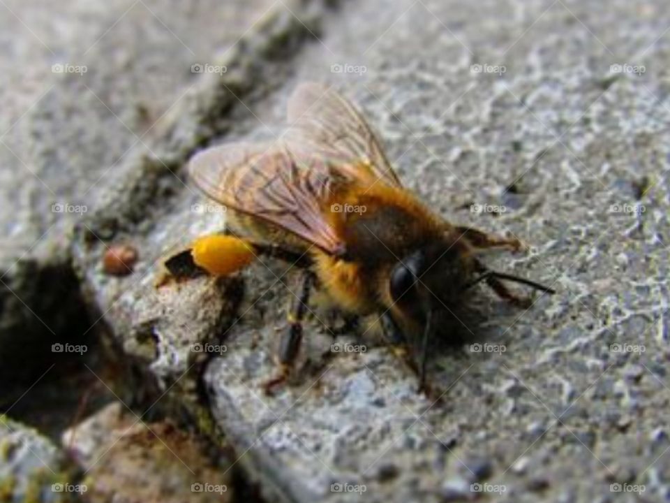 Bee, wings, yellow bee, insect, yellow, fluffy bee, gray asphalt