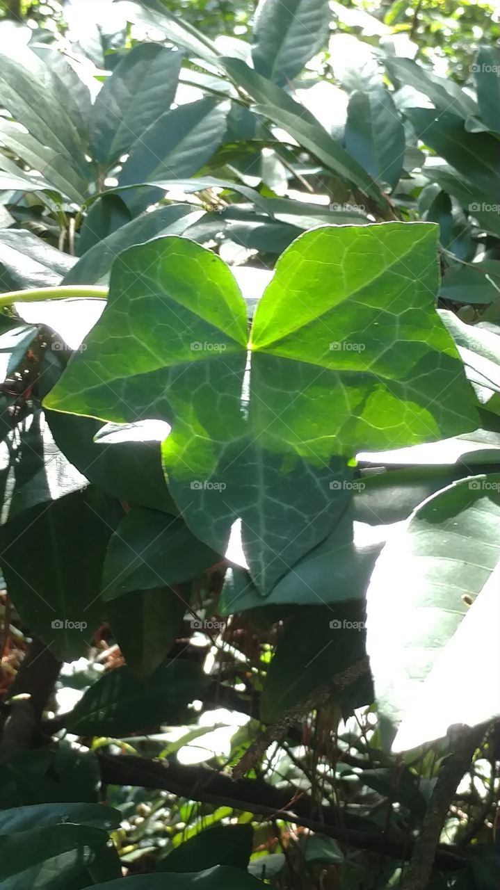 Leaf, Flora, No Person, Nature, Growth