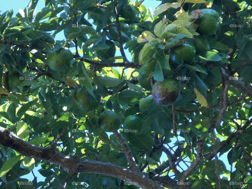 Avocado on Tree