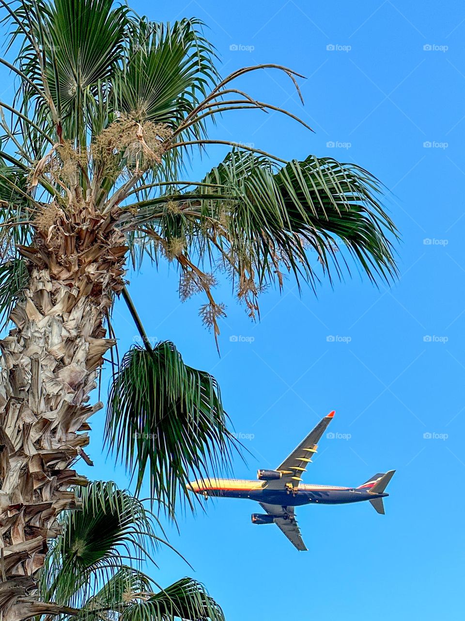 plane flies to turkey