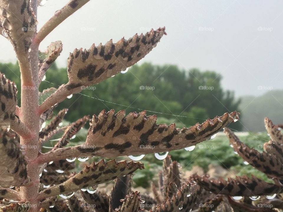 Rain drops on succulents 