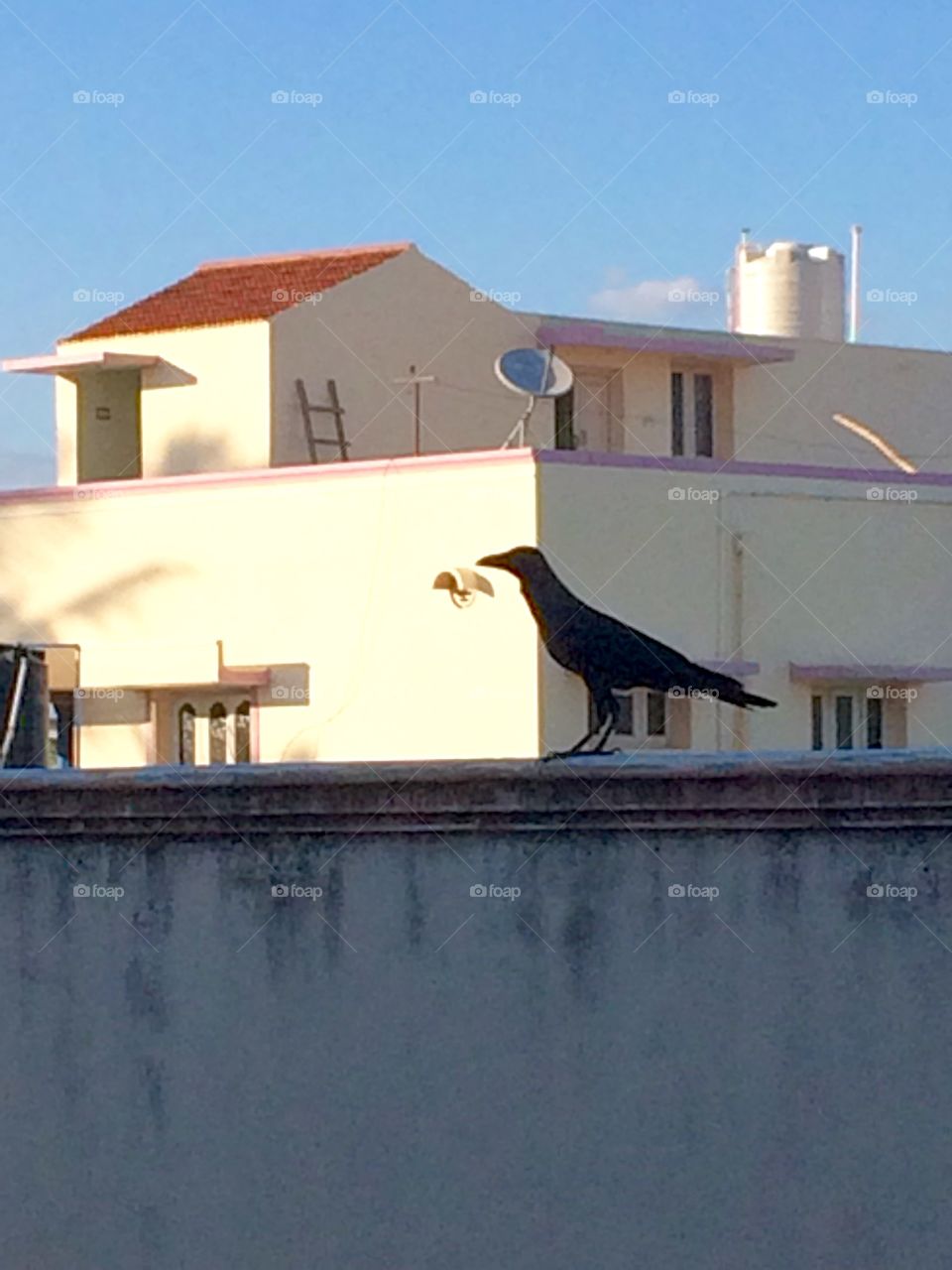 crow, home 